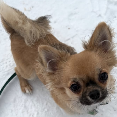 Furbabysitter client pet