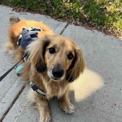 Furbabysitter client pet
