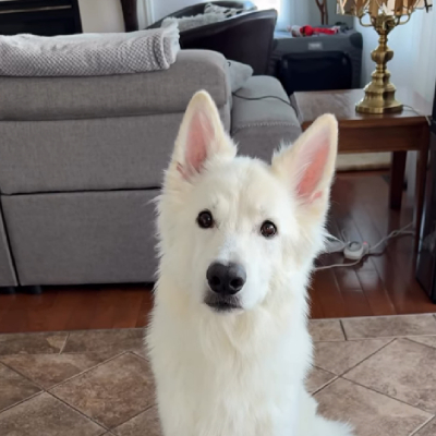 Furbabysitter client pet