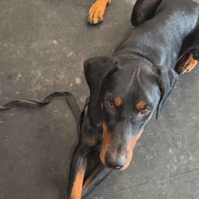 Furbabysitter client pet