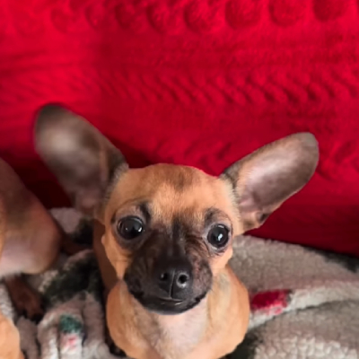 Furbabysitter client pet